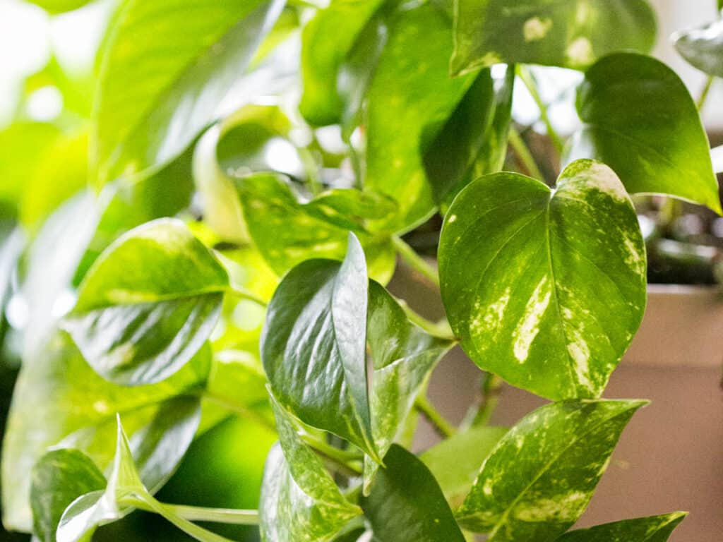 green and yellow pothos plant