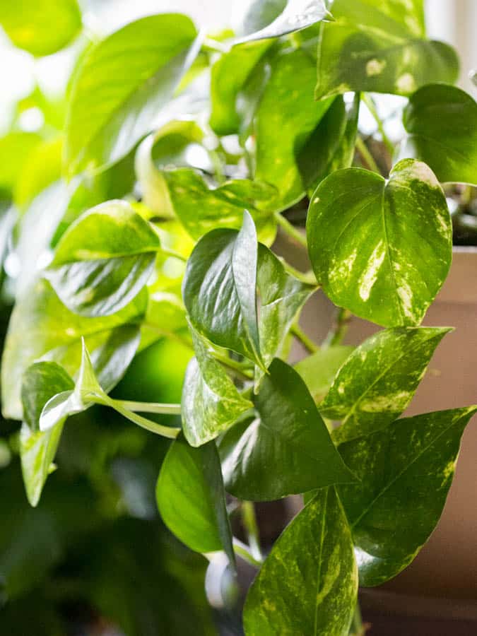 green pothos plant cascading down the side of a pot