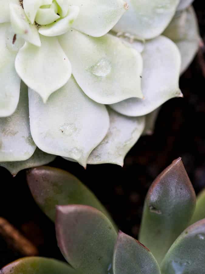 healthy indoor succulent plants growing 