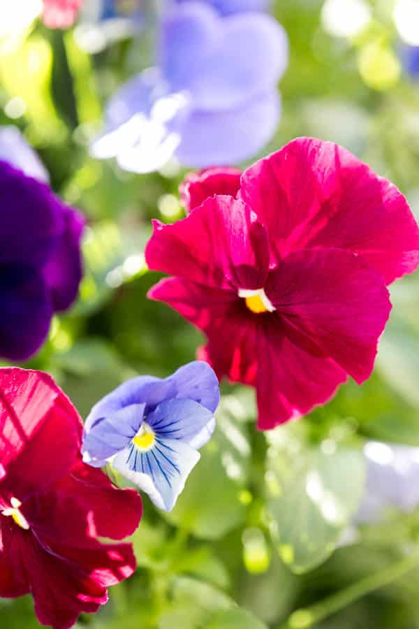 red and purple pansy flowers