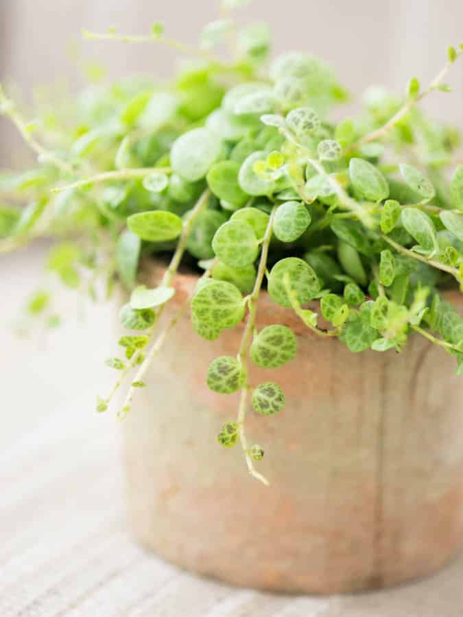 string of turtles in a terracotta pot