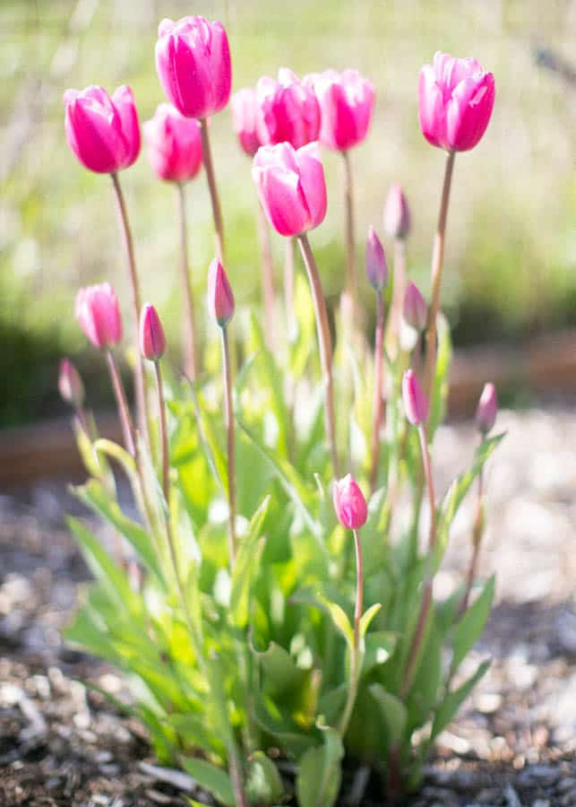 pink tulips in a front yard