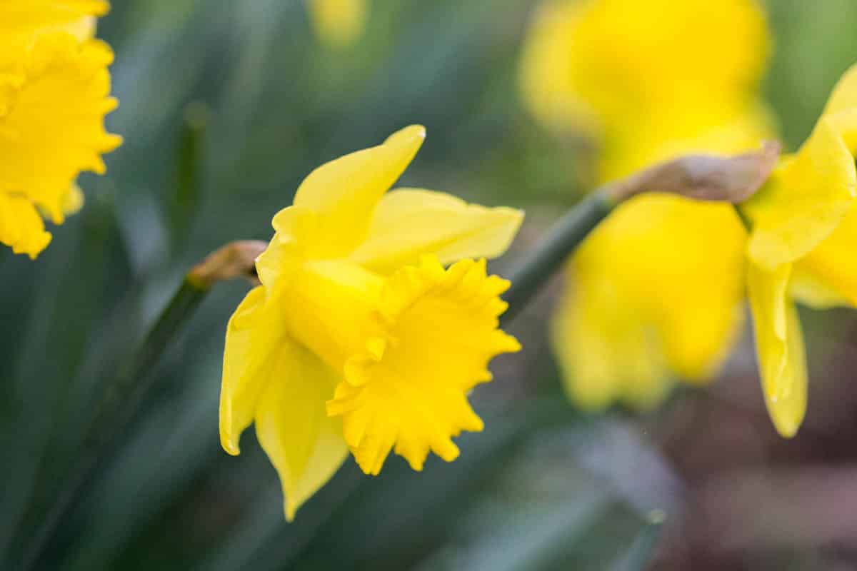 How To Plant Daffodil Bulbs (And When) - Green Garden Cottage