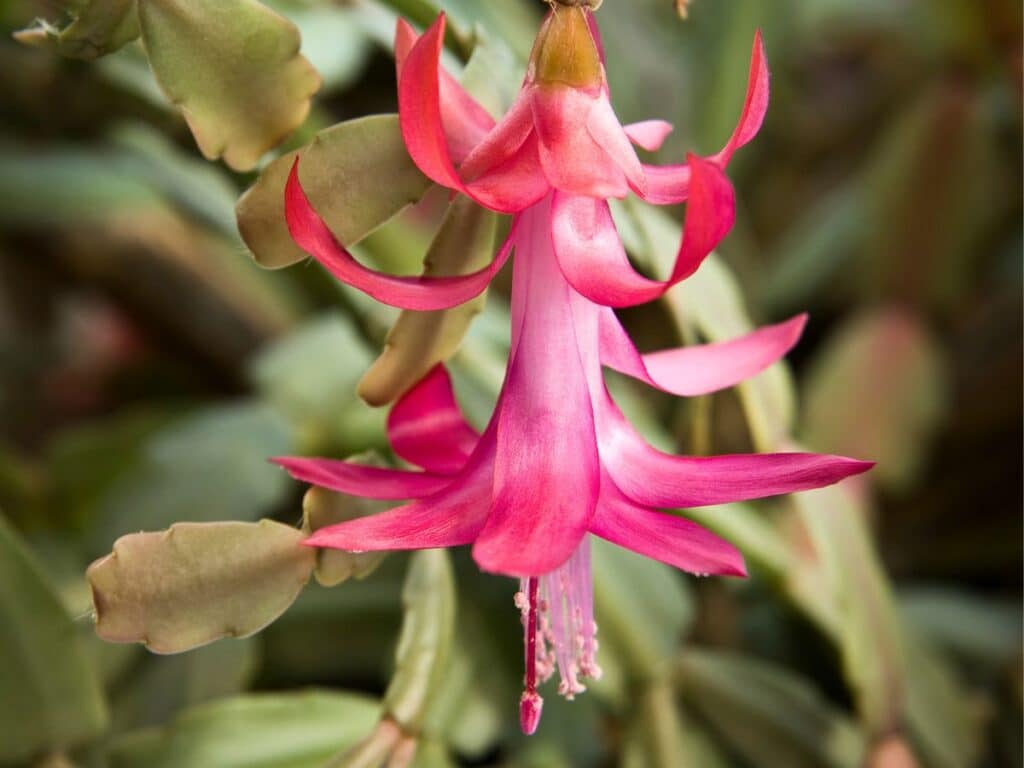 pink christmas cactus that has been fertilized
