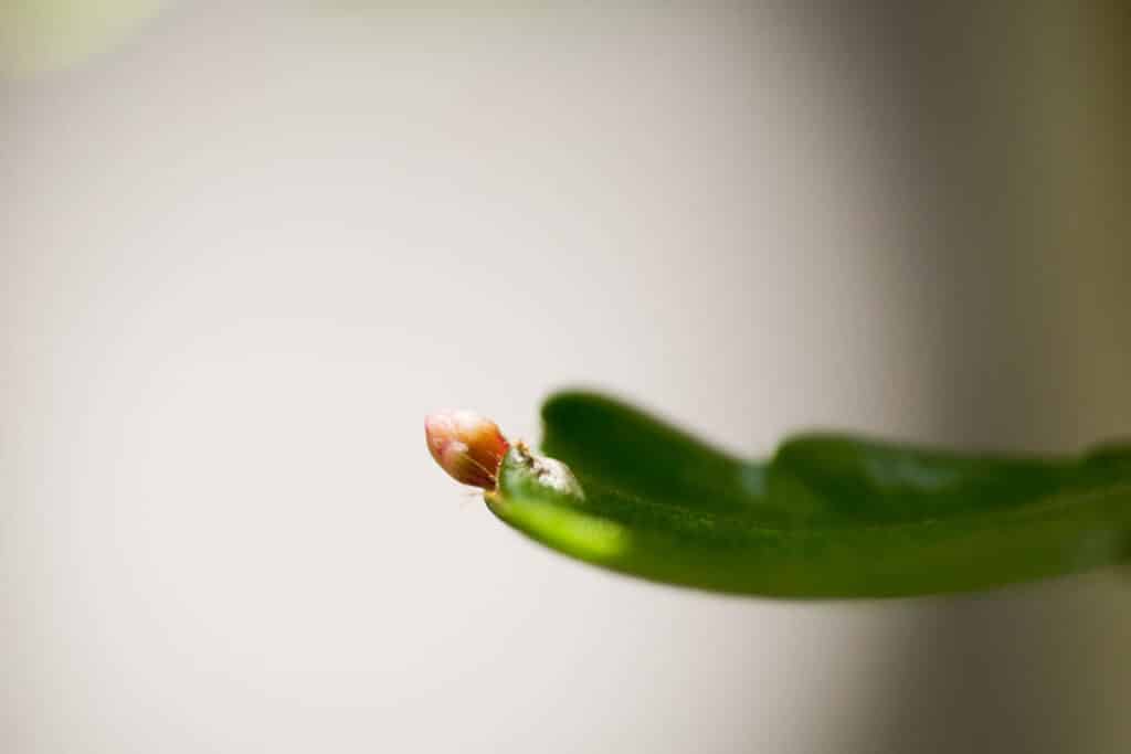 christmas cactus bud forming