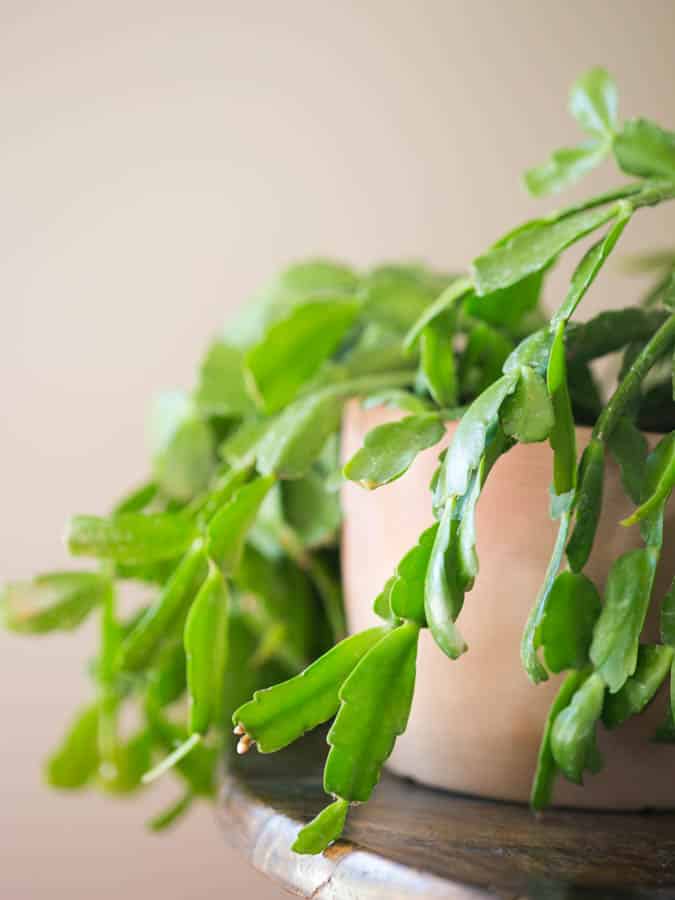 christmas cactus in a container