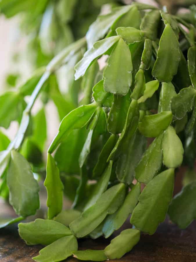 green clades on a Christmas cactus