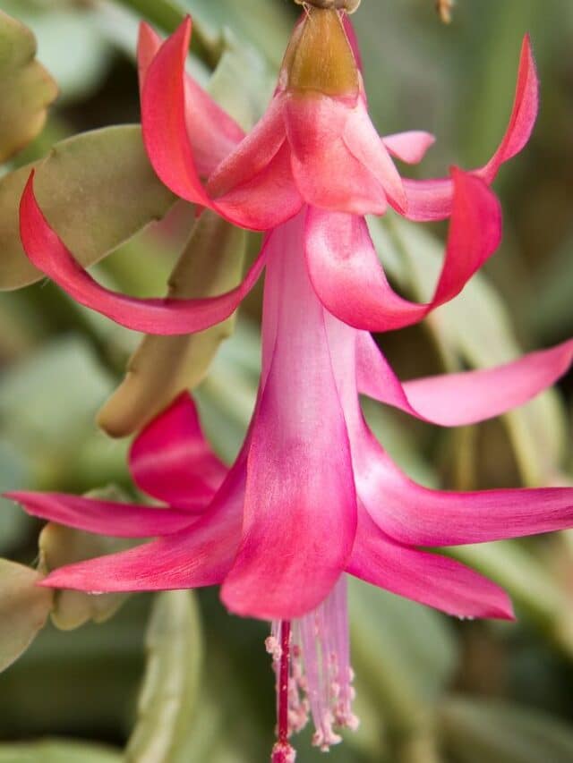 Pink Christmas cactus bloom