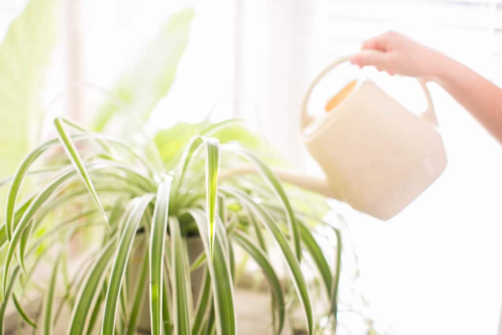 a girl watering a spider plant