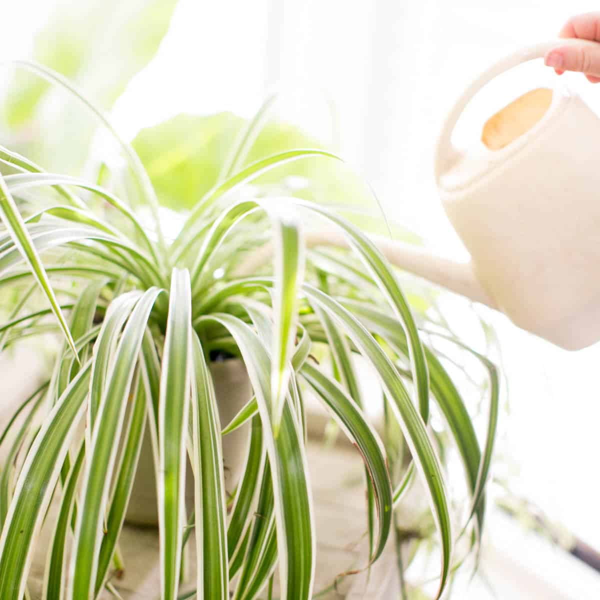 How Often To Water Spider Plants? Complete Watering Guide