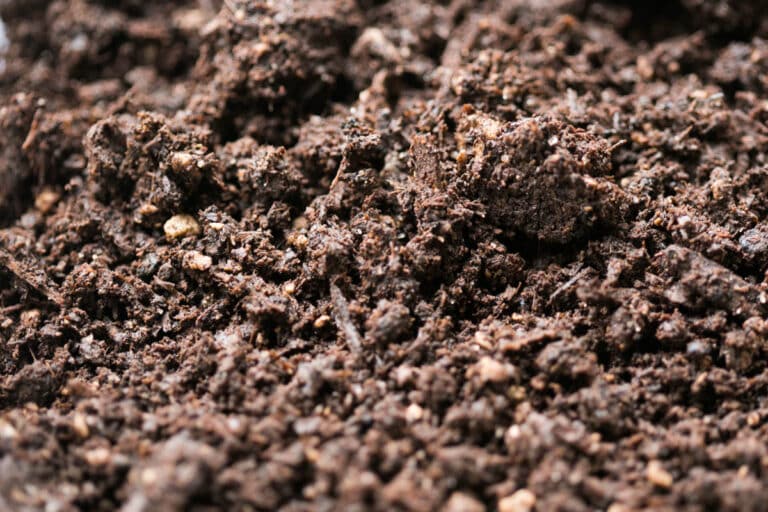 Best Soil For Christmas Cactus (Potting Mix Recipe) - Green Garden Cottage