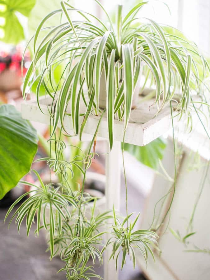 spider plant with baby spideretts