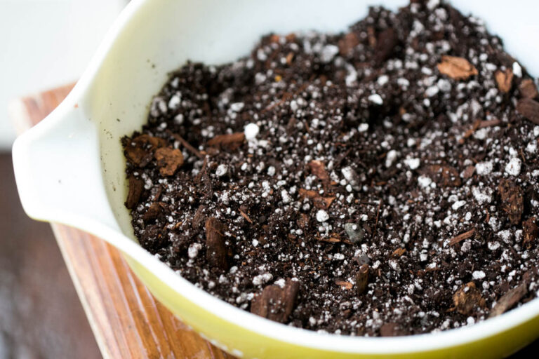 Best Soil For Christmas Cactus (Potting Mix Recipe) Green Garden Cottage