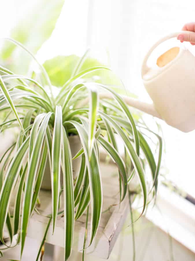 mature spider plant being watered