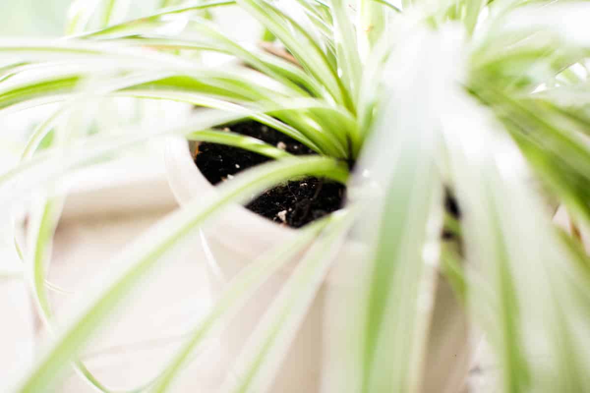 How Often To Water Spider Plants? Complete Watering Guide - Green ...