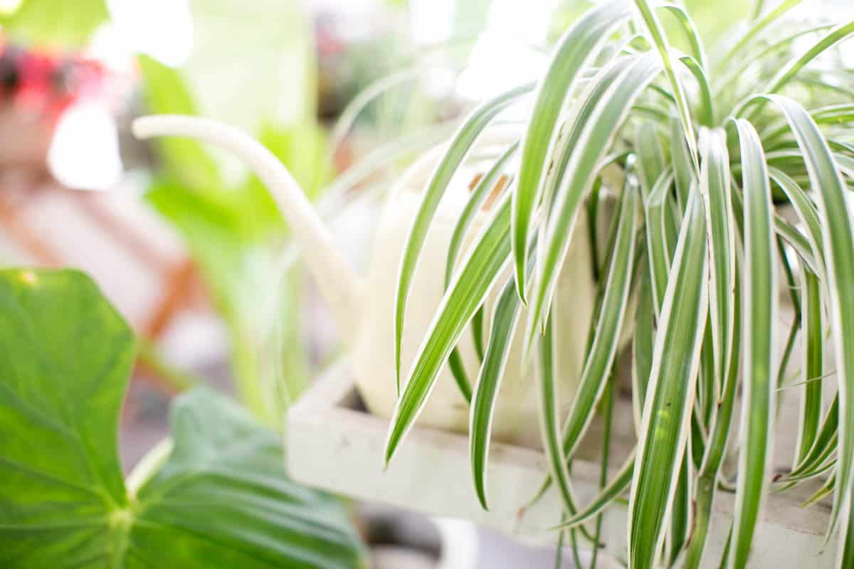 How Often To Water Spider Plants? Complete Watering Guide - Green ...