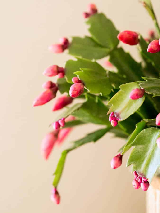 pink flower buds on a thanksgiving cacti