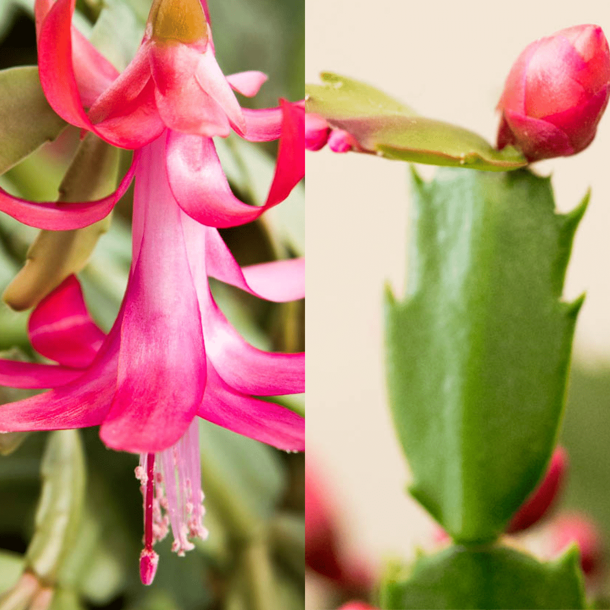 Thanksgiving Cactus Vs Christmas Cactus (Main Differences)