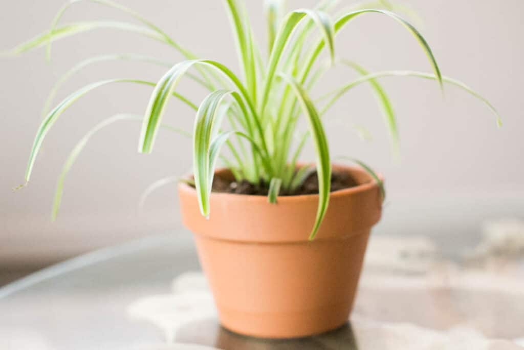 spider plant in terra cotta pot