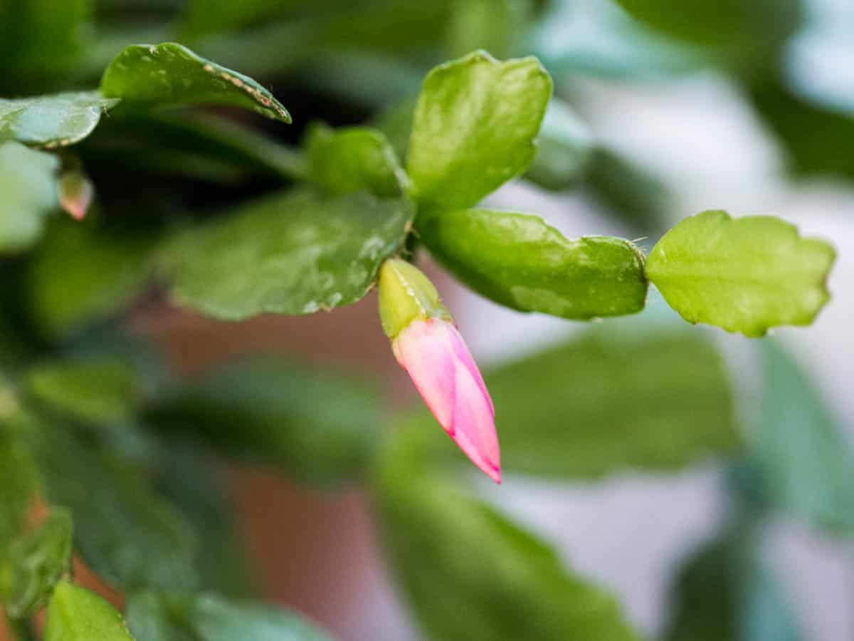 3 Easy Ways To Propagate Christmas Cactus From Cuttings Green Garden