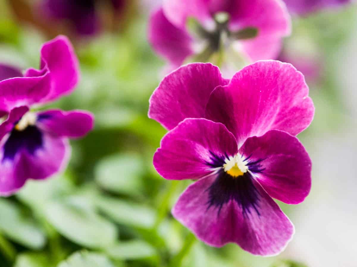 Violas How To Grow + Care For These Charming Flowers Green Garden