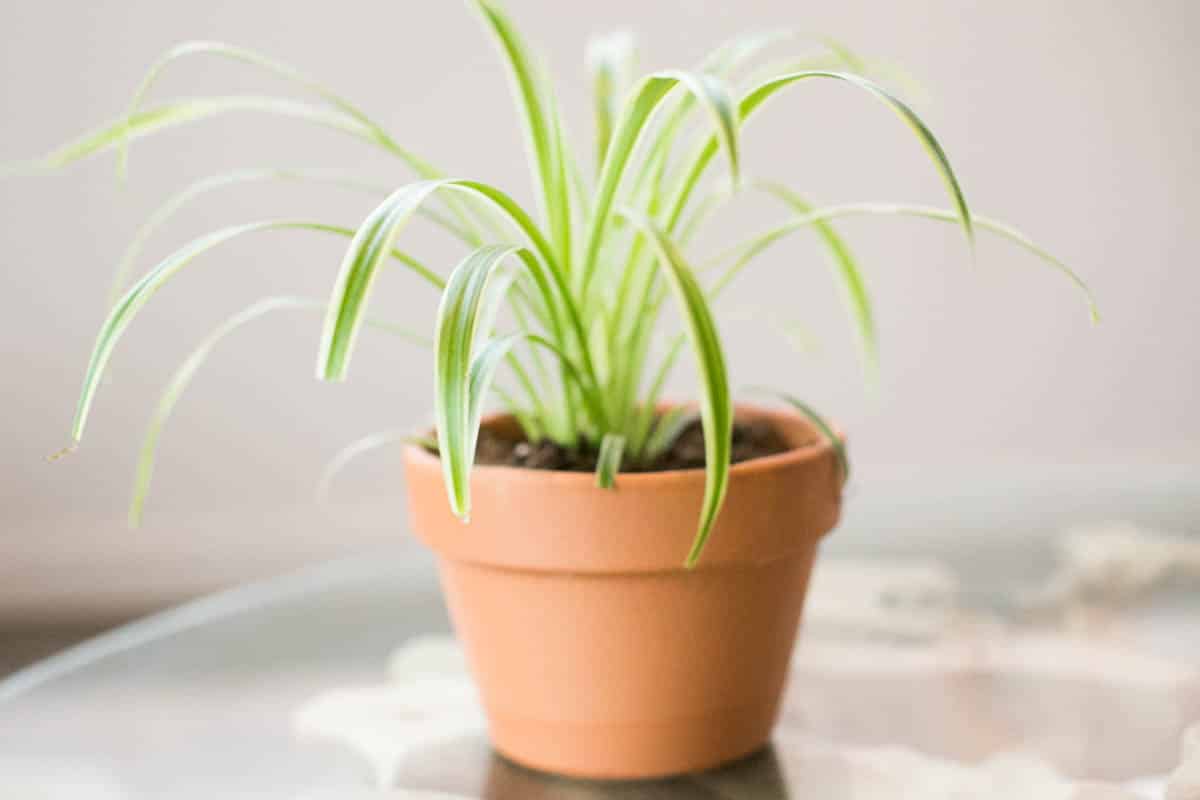 How To Repot Spider Plants (Easy Repotting Guide) Green Garden Cottage