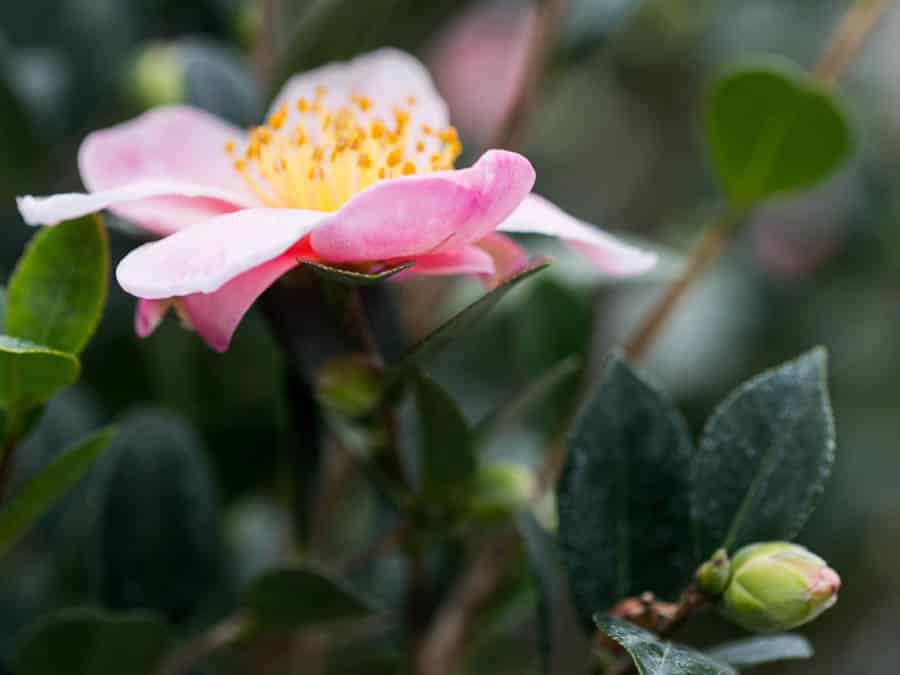camellia bush growing in winter