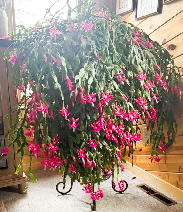 huge Christmas cactus that has been fertilized with Miracle Grow