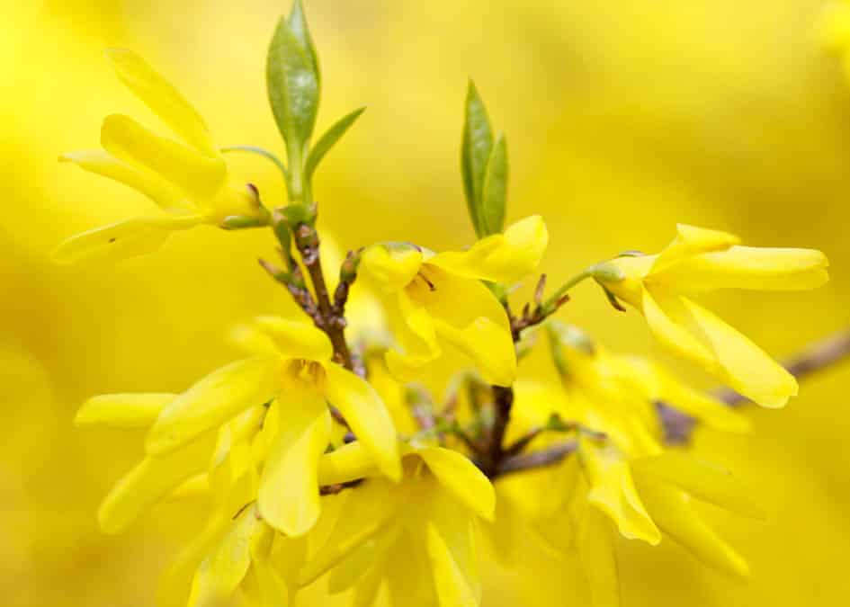forsythia growing in early spring