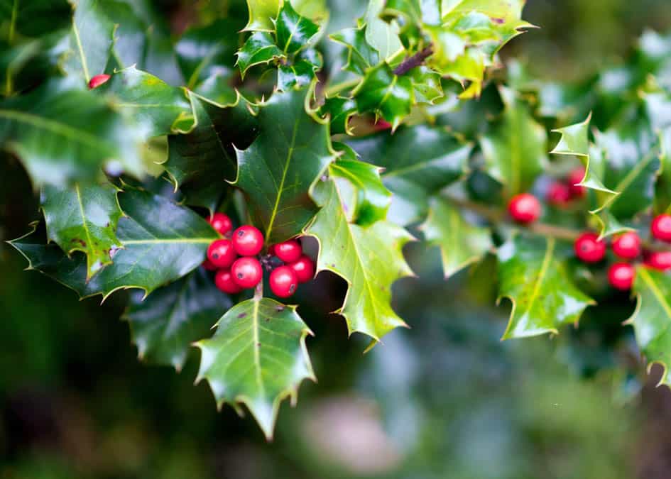 holly growing in winter