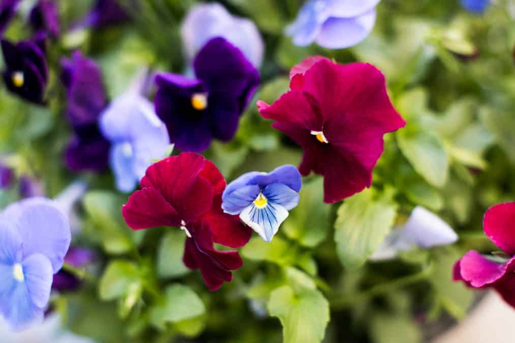 pansies growing in a container in late fall