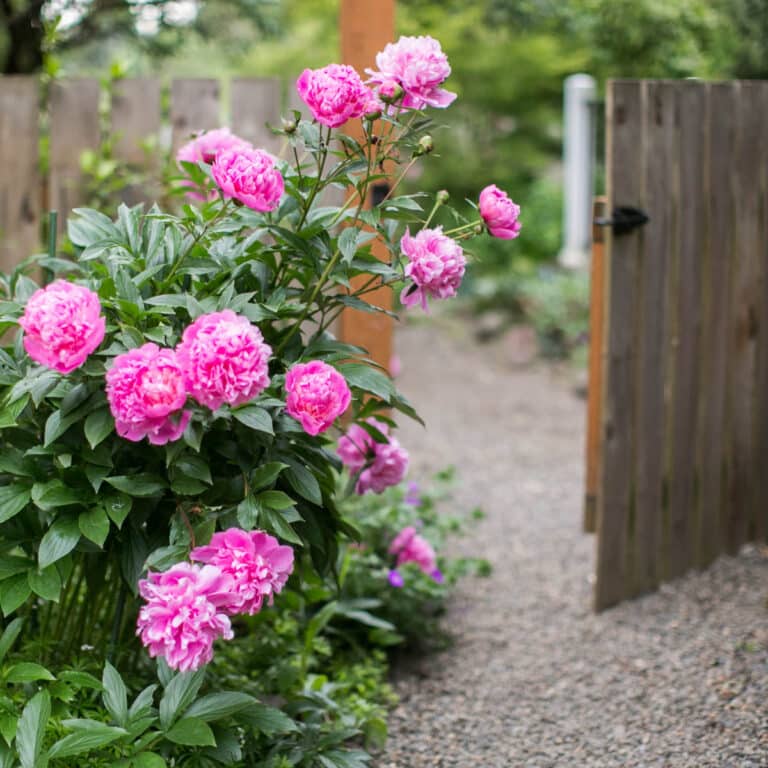 Peonies Near Me Tips for Finding and Caring for These Beautiful Flowers