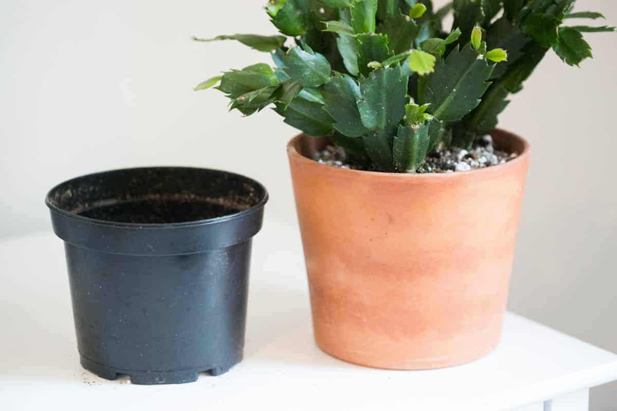 How To Repot A Christmas Cactus (Repotting Guide) Green Garden Cottage