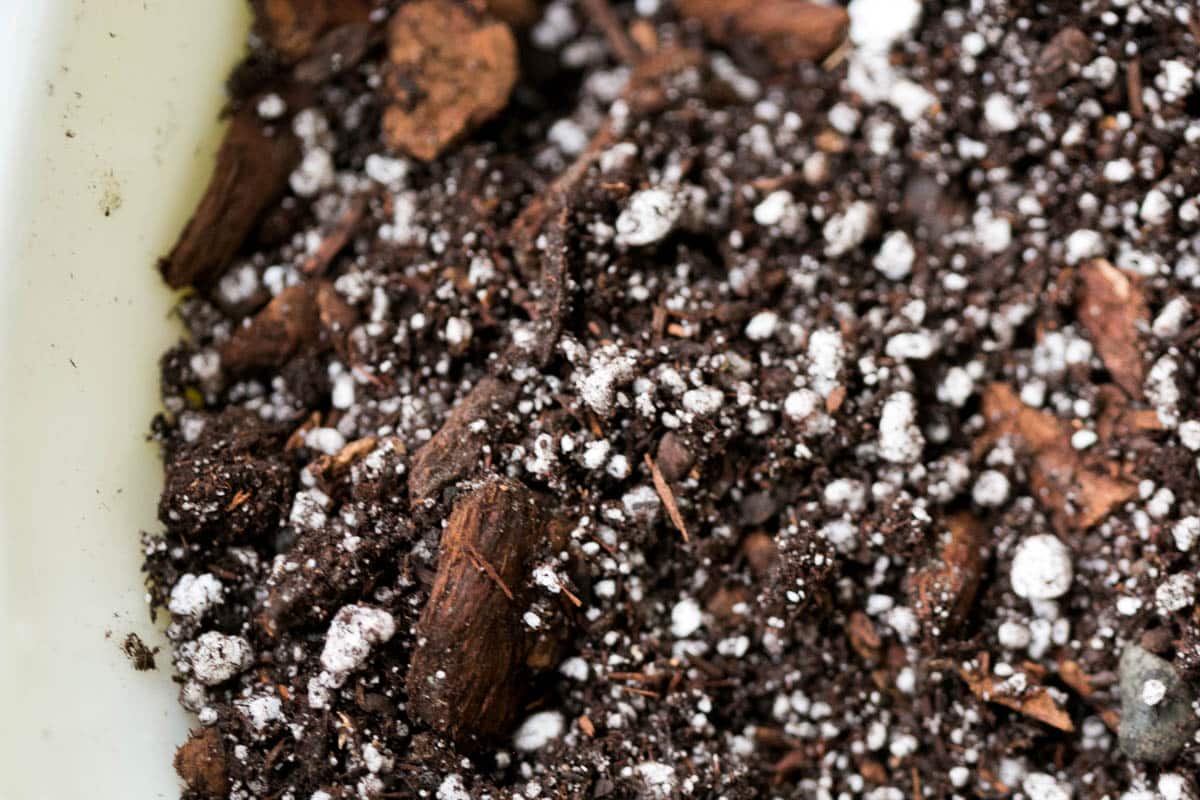 How Often To Water Christmas Cactus? Best Guide Green Garden Cottage