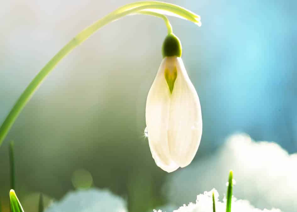 snowdrops blooming in winter