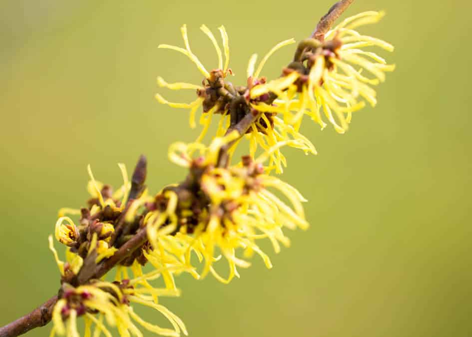 witch hazel blooming