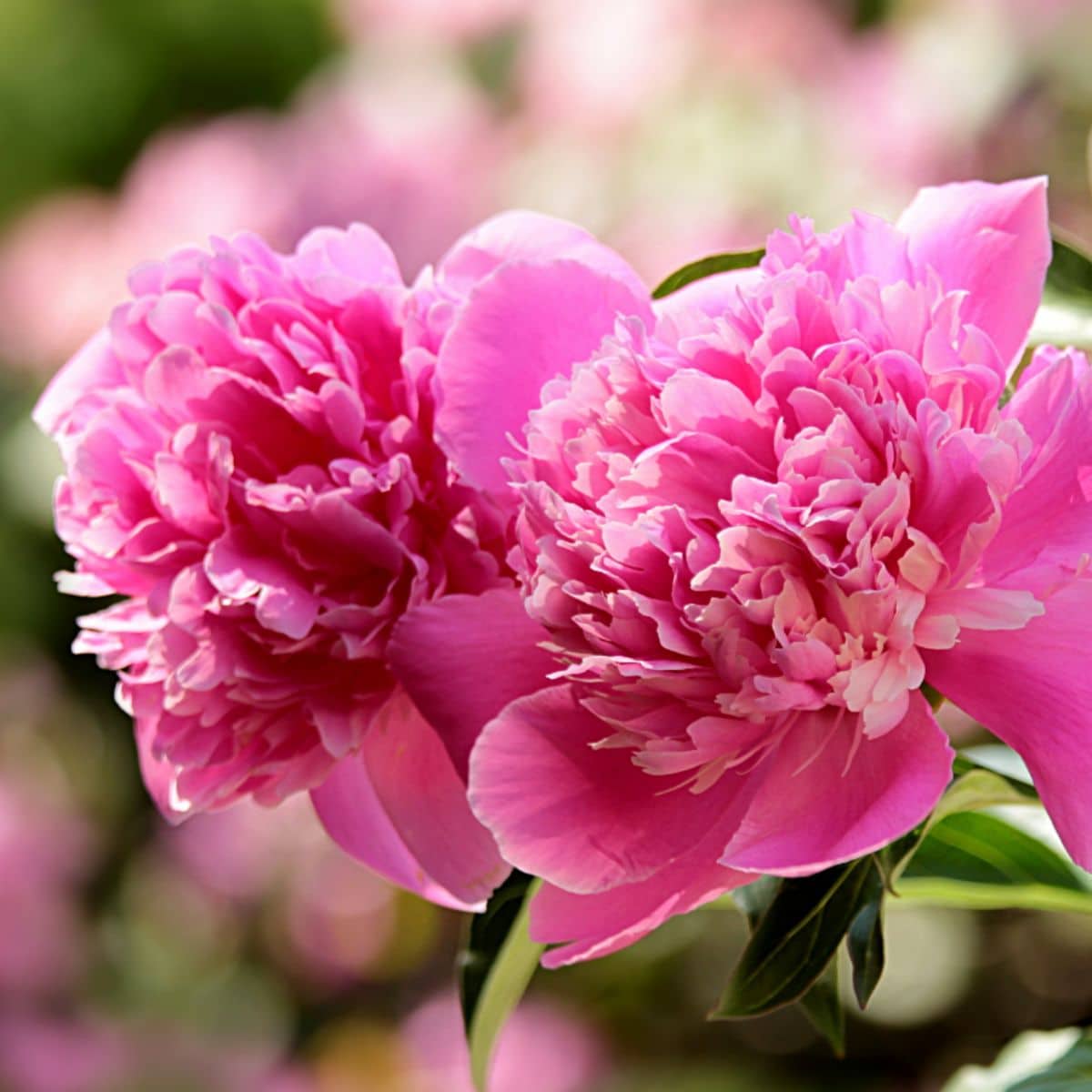How To Grow + Care For Peonies (Complete Guide)