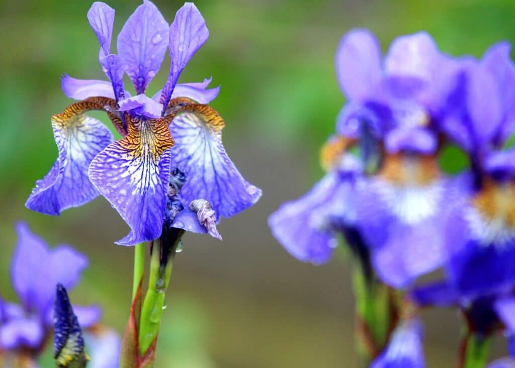 purple dwarf iris blooming in late spring
