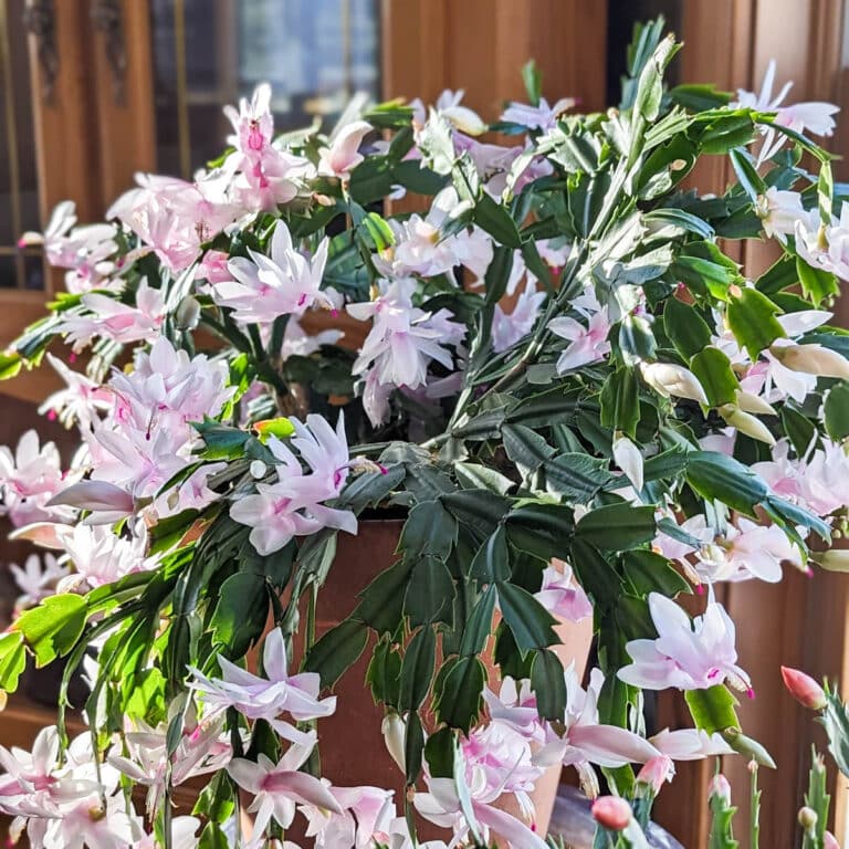 Best Soil For Christmas Cactus (Potting Mix Recipe) - Green Garden Cottage