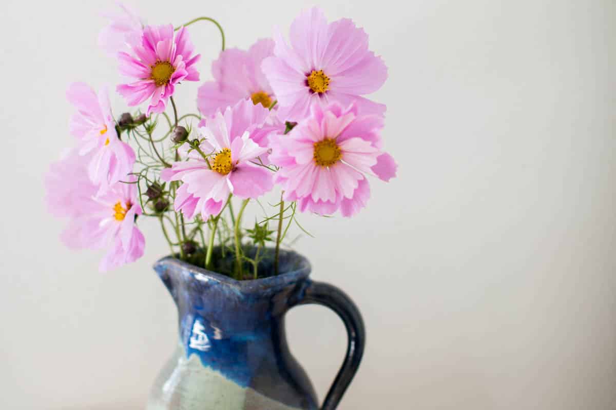 How To Start A Cut Flower Garden For Beginners (Step By Step Guide