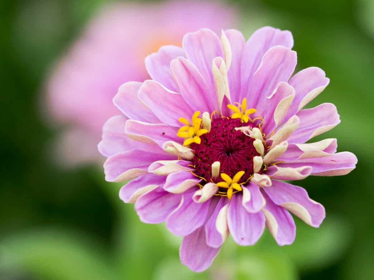 Fresh Flowers Good Morning Pictures Fresh Flowers Good Morning Pictures